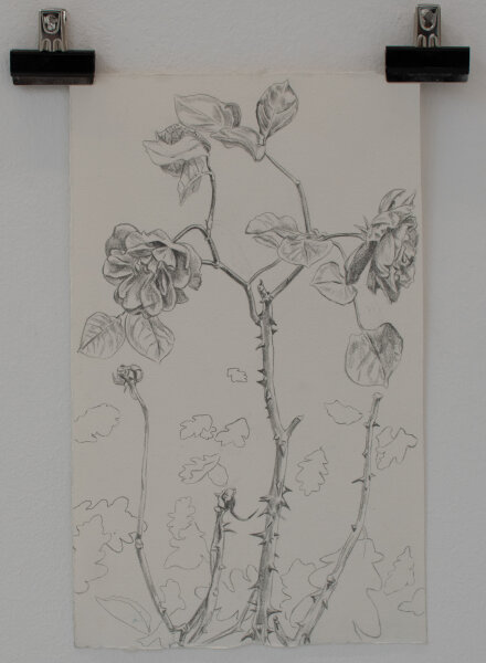 Mathilda Köhler - Rose - 2023 - Bleistift auf Papier - K2